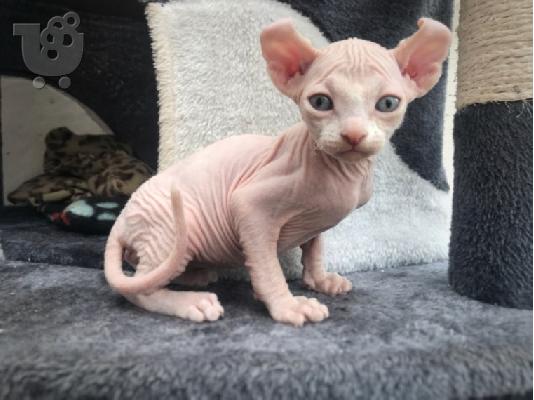 PoulaTo: sphynx διαθέσιμα,